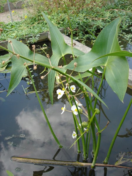 SAGITTARIA